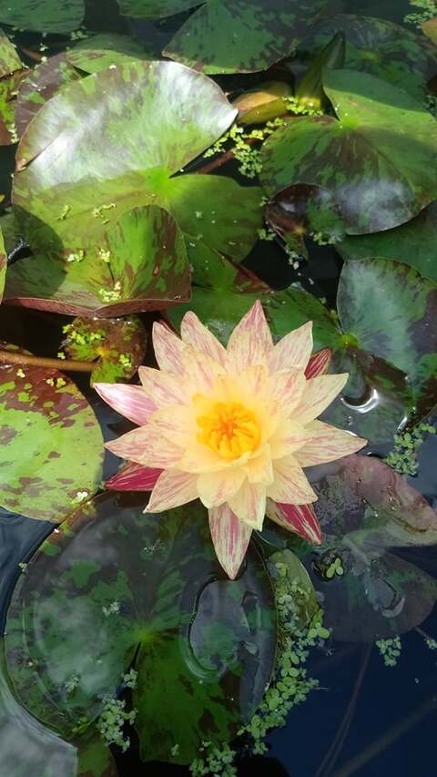 lilia wodna paranee w oczku wodnym